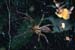Funnel Web Spider